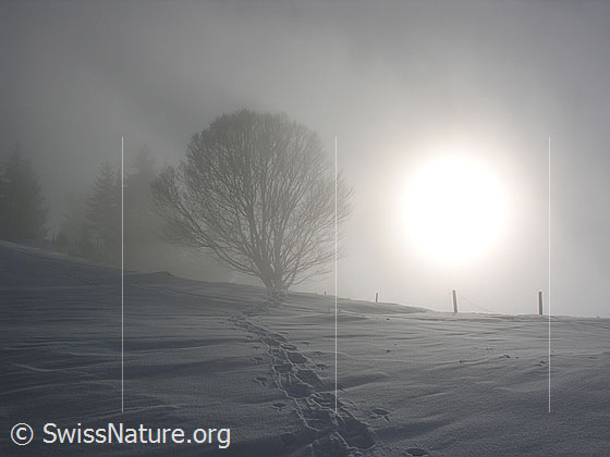 Foto: Schneeschuhspur und Baum im Gegenlicht. Emmentaler Winterlandschaft im Nebel.