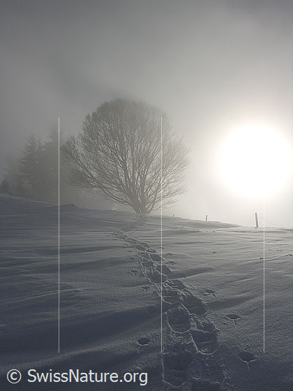 Foto: Emmentaler Winterlandschaft im Nebel mit Schneeschuhspur und Baum im Gegenlicht.
