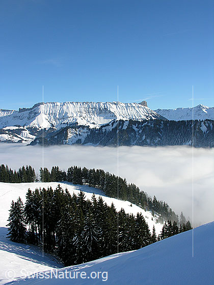 Foto: Blick vom Wachthubel zur Schrattenfluh. Dazwischen ein bewaldeter Emmentaler Hügel und ein umfassendes Nebelmeer.