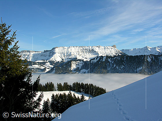 Foto: Blick vom Wachthubel zur Schrattenfluh. Dazwischen ein bewaldeter Emmentaler Hügel und ein umfassendes Nebelmeer. Im Vordergrund ist eine Wildspur zu sehen.