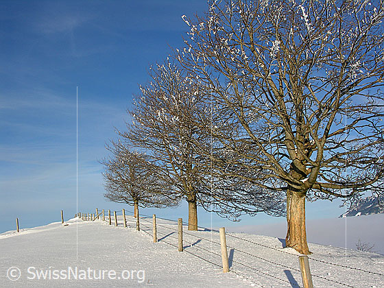Foto: Im Abstieg vom Wachthubel. Winterlandschaft an der Nebelgrenze mit schneebedeckter Kuhweide, Zaun und Obstbäumen.