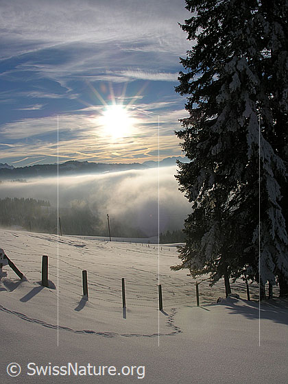 Foto: Stimmungsvolle Winterlandschaft bei Rämisgummen, Eggiwil, mit Nebelmeer, Waldrand und Zaun im Gegenlicht.