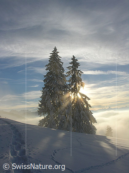 Foto: Stimmungsvolle Winterlandschaft bei Rämisgummen, Eggiwil, mit Spuren, verschneiten Tannen im Gegenlicht und Nebelmeer.