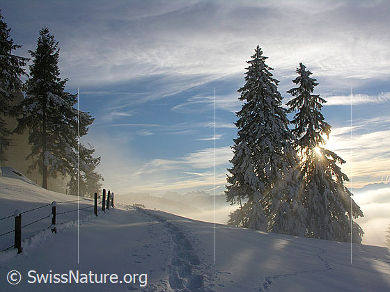 Foto: Stimmungsvolle Winterlandschaft bei Rämisgummen, Eggiwil, mit Waldrand, Spuren, verschneiten Tannen im Gegenlicht und Nebelmeer.