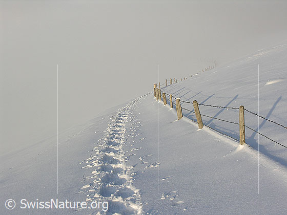 Foto: Winterlandschaft im Nebel mit Schneeschuhspur und Zaun.