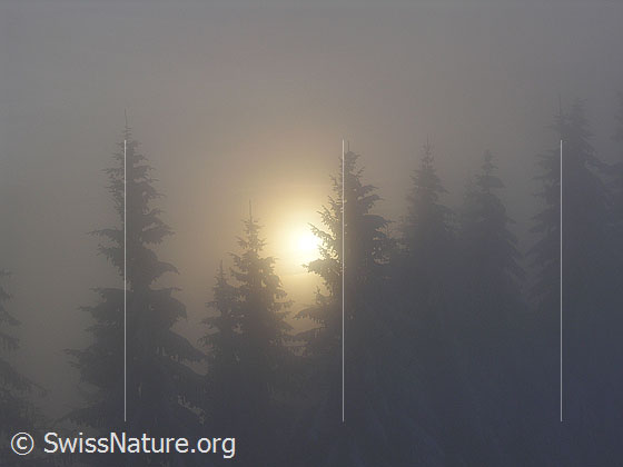 Foto: Abendstimmung bei Nebel: Tannen im Gegenlicht.