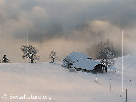 Foto: Winterlandschaft mit Bauernhof der Alp Rämisgummen, Eggiwil. Die Nebelschwaden reichen fast bis zum Hof.