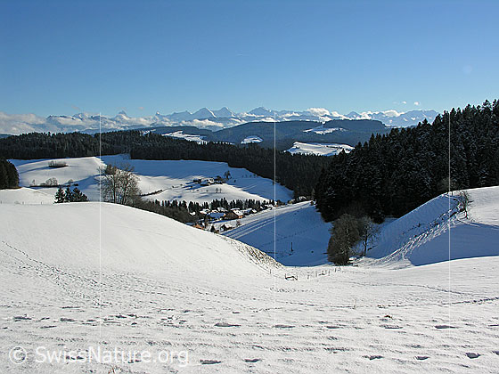 Foto: Schneebedeckte Emmentaler Hügellandschaft mit Weiler, bewaldeten Hügelzügen und Berner Alpen.
