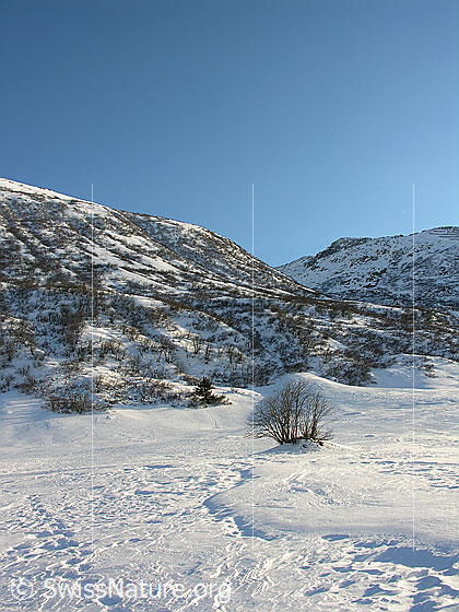 Foto: Strauch, Spuren und Struktur im Schnee. Im Hintergrund schneebedeckter, mit Sträuchern bewachsener Hang.
