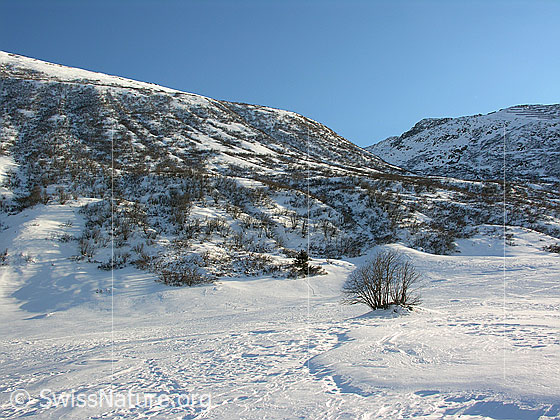 Foto: Strauch, Spuren und Struktur im Schnee. Im Hintergrund schneebedeckter, mit Sträuchern bewachsener Hang.
