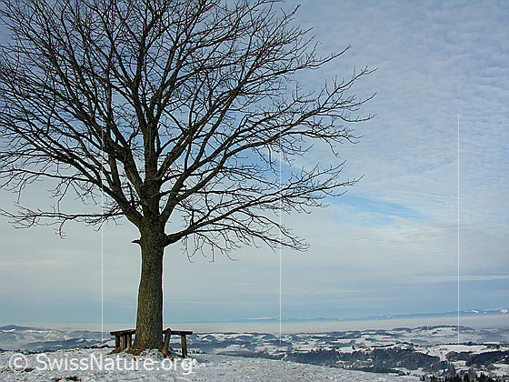Foto: Baum mit Holzbank auf dem Vorderarni. Im Hintergrund schneebedeckte Emmentaler Hügellandschaft mit Nebelmeer.