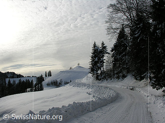 Foto: Emmentaler Winterlandschaft bei Hinterarni. Eine schneebedeckte Fahrstrasse führt dem Waldrand entlang. Im Hintergrund steht ein Baum auf einem Hügel. Der Himmel ist bewölkt.