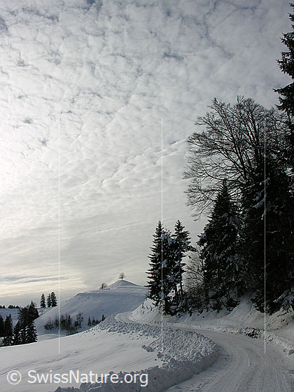 Foto: Emmentaler Winterlandschaft bei Hinterarni. Eine schneebedeckte Fahrstrasse führt dem Waldrand entlang. Im Hintergrund steht ein Baum auf einem Hügel. Der Himmel ist bewölkt.