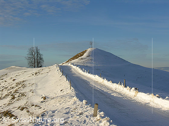 Foto: Schneebedeckte Fahrstrasse bei Vorderarni führt an Hügel mit kleinem Baum vorbei.