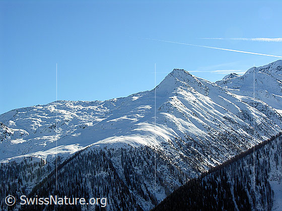 Foto: Brudelhorn im Winter. Ein langezogener Bergrücken führt Richtung Gipfel. Die steilen Hänge sind bewaldet.
