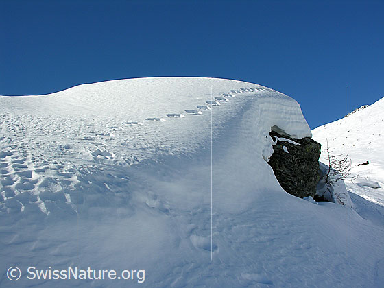 Foto: Eine Wildspur führt über einen schneebedeckten Felsblock.