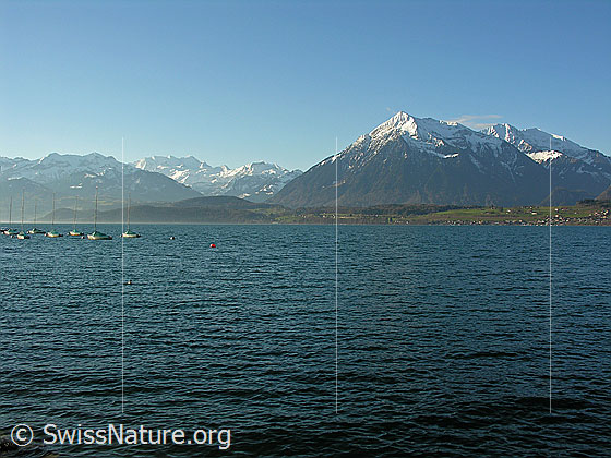 Foto: Blick über den Thunersee (Alpenrandsee) mit leichten Wellen und verankerten Segelbooten zum Niesen. Im Hintergrund ist die Blüemlisalp zu sehen.