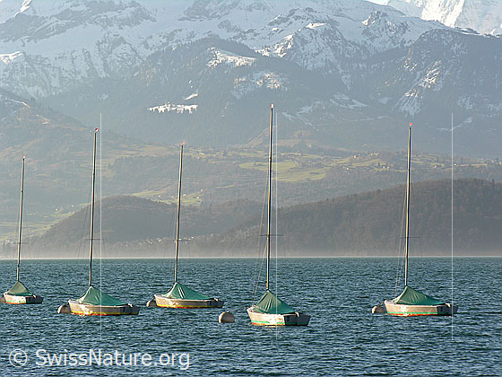 Foto: Verankerte Segelboote auf dem leicht welligen Thunersee.