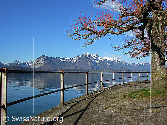 Foto: Uferweg mit Geländer und Baum am Thunersee. Im Hintergrund die Stockhornkette mit schwacher Spiegelung im See.