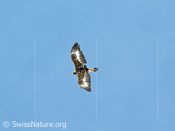 Foto: Steinadler (Aquila chrysaetos) im Flug.
Lat.: Aquila chrysaetos
Ordnung: Accipitriformes (Greifvögel)
Familie: Accipitridae (Habichtartige)
Unterfamilie: Aquilinae
Gattung: Aquila (Echte Adler)