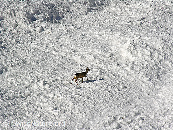Foto: Reh beim Queren eines Lawinenkegels.
Lat.: Capreolus capreolus
Familie: Cervidae