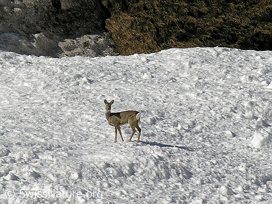 Foto: Reh auf Lawinenkegel.
Lat.: Capreolus capreolus
Familie: Cervidae