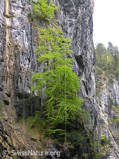 Foto: Zartes grün einer Buche, welche an einer der Seitenwände der Aareschlucht wächst.
