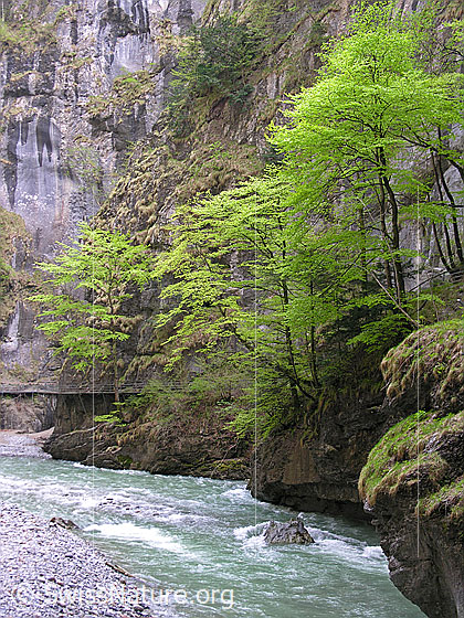 Foto: Im breiteren Teil der Aareschlucht: Die Aare, Buchen mit frischem Laub, Felswand und Teil Stegs, welcher durch die Aareschlucht führt.