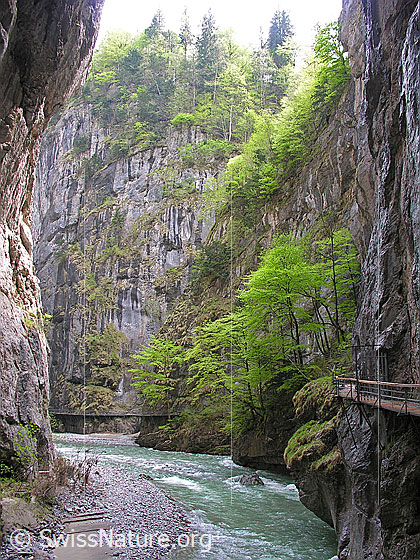 Foto: Im breiteren Teil der Aareschlucht: Die Aare, Buchen mit frischem Laub, Felswand und Teil Stegs, welcher durch die Aareschlucht führt.