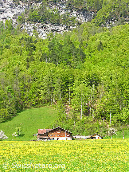 Foto: Oberländer Bauernhof in frühlingshafter Umgebung. Blühende Wiesen und Buchenwald mit frischem Laub. Darüber eine Felswand.