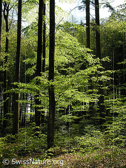Foto: Frühlingstag im Buchenwald. Das zarte, hellgrüne Laub leuchtet im Gegenlicht.