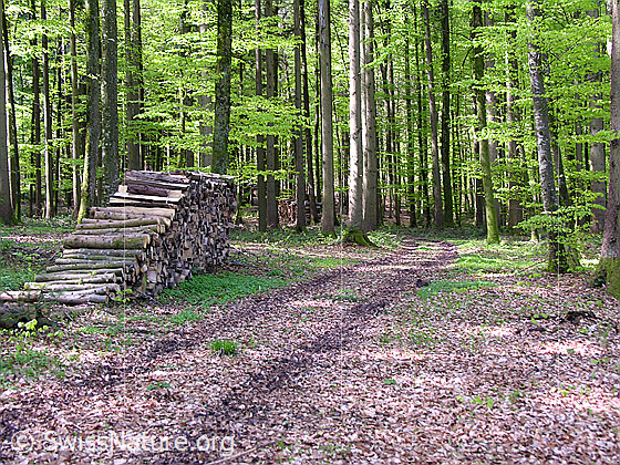 Foto: Ein Waldweg führt an einem Holzstapel vorbei in den Buchenwald. Die jungen Blätter der Buchen sind noch hellgrün und bilden einen schönen Kontrast zu den Stämmen und dem Waldboden, welcher noch mit letztjährigem Laub bedeckt ist.
