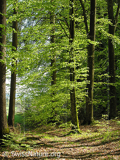 Foto: Frühlingstag im Buchenwald. Das zarte Laub der Buchen am Waldrand leuchtet im Sonnenlicht. Der Waldboden ist mit Laub bedeckt.