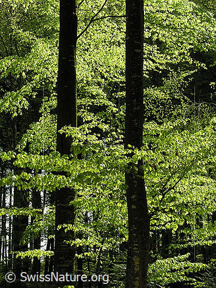 Foto: Frühlingstag im Buchenwald. Das zarte, hellgrüne Laub leuchtet im Gegenlicht.