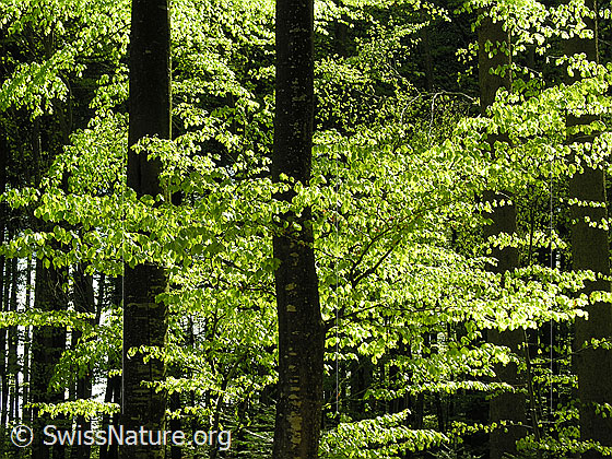 Foto: Frühlingstag im Buchenwald. Das zarte, hellgrüne Laub leuchtet im Gegenlicht.