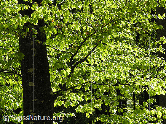 Foto: Frühlingstag im Buchenwald. Das zarte, hellgrüne Laub leuchtet im Gegenlicht.