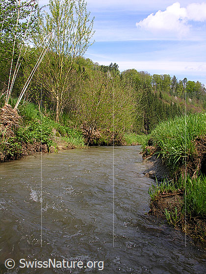 Foto: Bach mit Gras und Sträuchern im Uferbereich und Spuren eines Hochwassers.