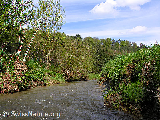 Foto: Bach mit Gras und Sträuchern im Uferbereich und Spuren eines Hochwassers.