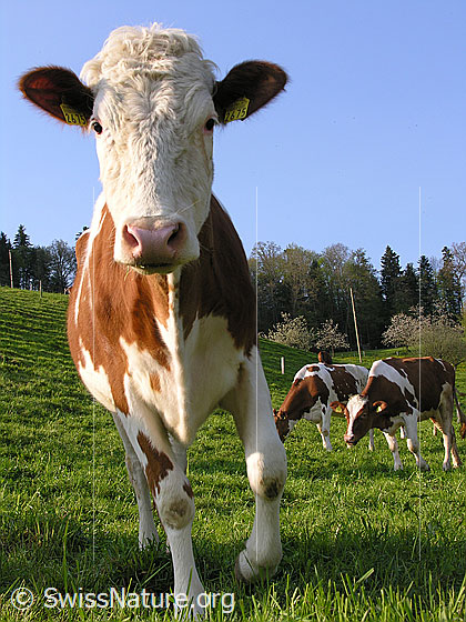 Foto: Interessiertes Kalb auf der Weide.