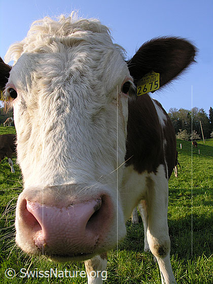 Foto: Kalb (Ansicht von vorne / Nahaufnahme).