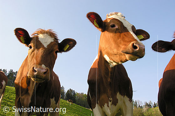 Foto: Kälber auf der Weide.