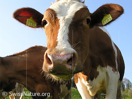 Foto: Aufmerksamses Kuhkalb.