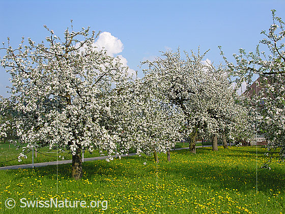 Foto: Blühende Apfelbäume (Malus domestica) auf Wiese mit Löwenzahn.
Lat.: Malus domestica
Familie: Rosaceae (Rosengewächse)
Gattung: Malus (Äpfel)