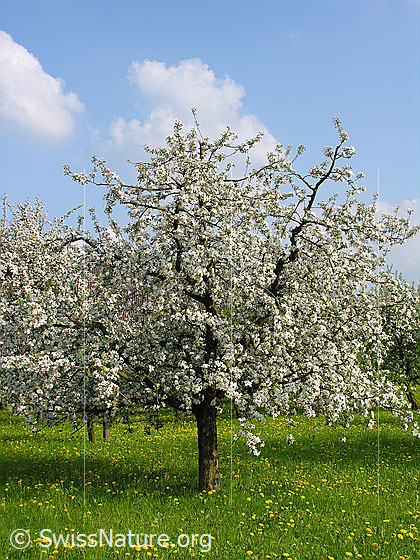 Foto: Blühende Apfelbäume auf Löwenzahnwiese.
Lat.: Malus domestica
Familie: Rosaceae (Rosengewächse)
Gattung: Malus (Äpfel)