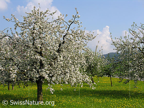 Foto: Blühende Apfelbäume auf einer Wiese.
Lat.: Malus domestica
Familie: Rosaceae (Rosengewächse)
Gattung: Malus (Äpfel)