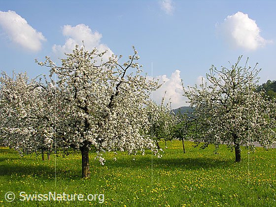 Foto: Blühende Apfelbäume auf Löwenzahnwiese.
Lat.: Malus domestica
Familie: Rosaceae (Rosengewächse)
Gattung: Malus (Äpfel)