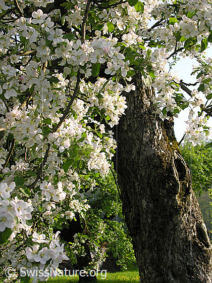 Foto: Stamm und Blüten eines blühenden Apfelbaums.
Lat.: Malus domestica
Familie: Rosaceae (Rosengewächse)
Gattung: Malus (Äpfel)