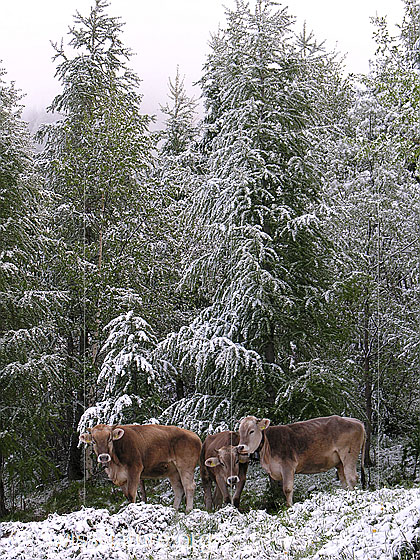 Foto: Neuschnee im Frühsommer: Kälber unter verschneiten Lärchen.
