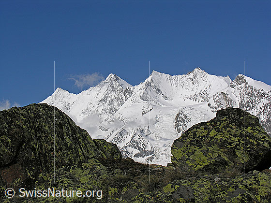 Foto: Täschhorn, Dom, Lenzspitze, Nadelhorn, Stecknadelhorn und Ulrichshorn von E.
Im Vordergund: Felsblöcke, welche z.T. von grünen Flechten bedeckt sind.