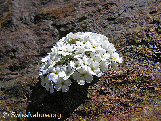Foto: Schweizer Mannsschild (Androsace helvetica) auf Fels. Ganze Pflanze (Habitus).
Lat.: Androsace helvetica
Familie: Primulaceae (Schlüsselblumengewächse)
Unterfamilie: Primuloideae
Gattung: Androsace (Mannsschild)
